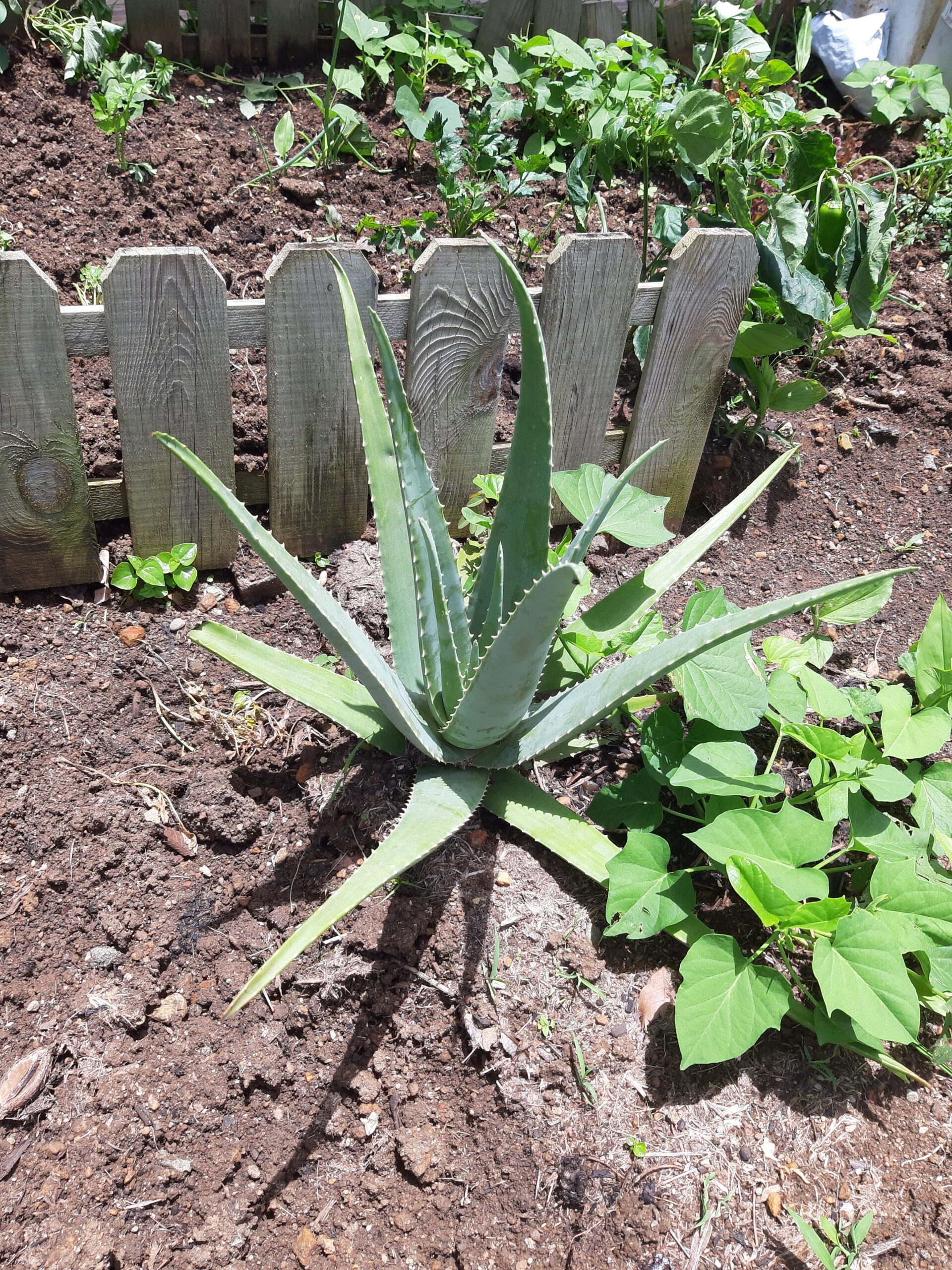 Rituel après-soleil à l'Aloe Vera. Credits photo Cynthia S. Pour Mamans Noires